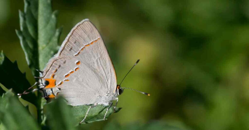 Gray Hairstreak