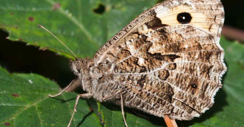 Grayling butterfly