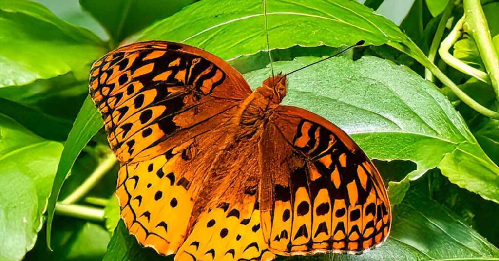 Great Spangled Fritillary