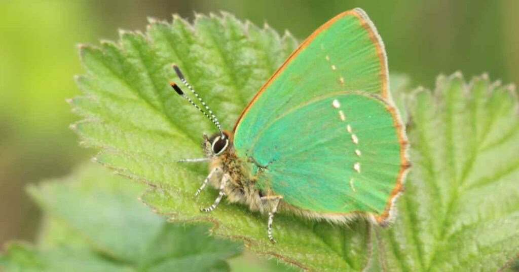 Green Hairstreak 