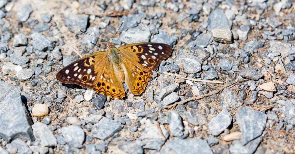 Hackberry Emperor