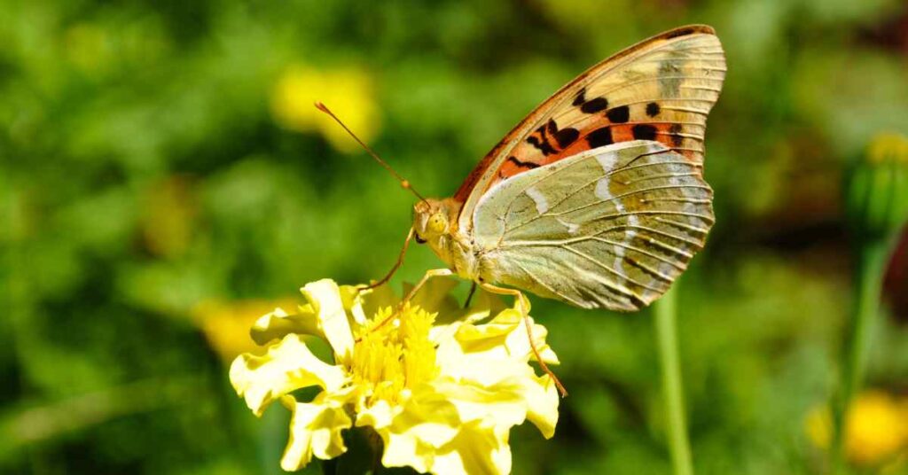 High Brown Fritillary