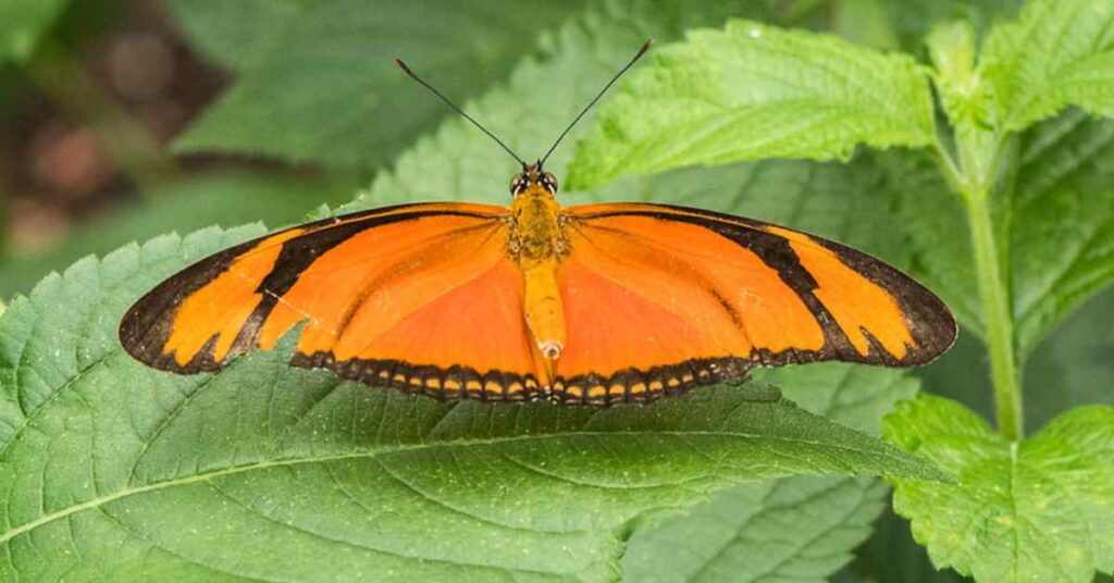 Julia Heliconian butterfly