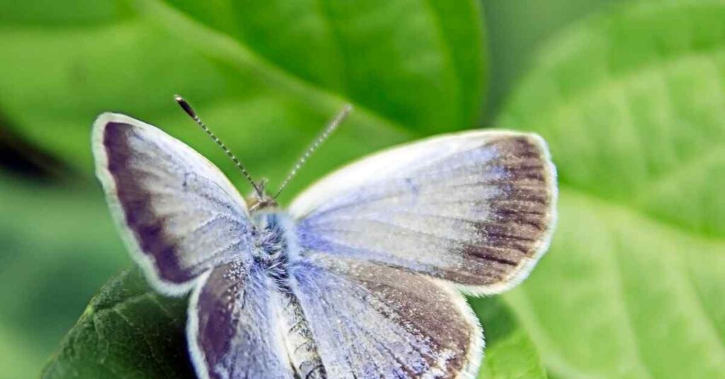 Karner Blue butterfly