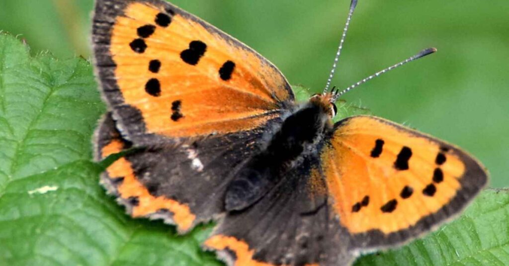 Little Copper Butterfly