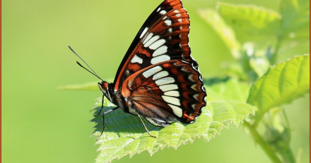 Lorquins-Admiral-Butterfly