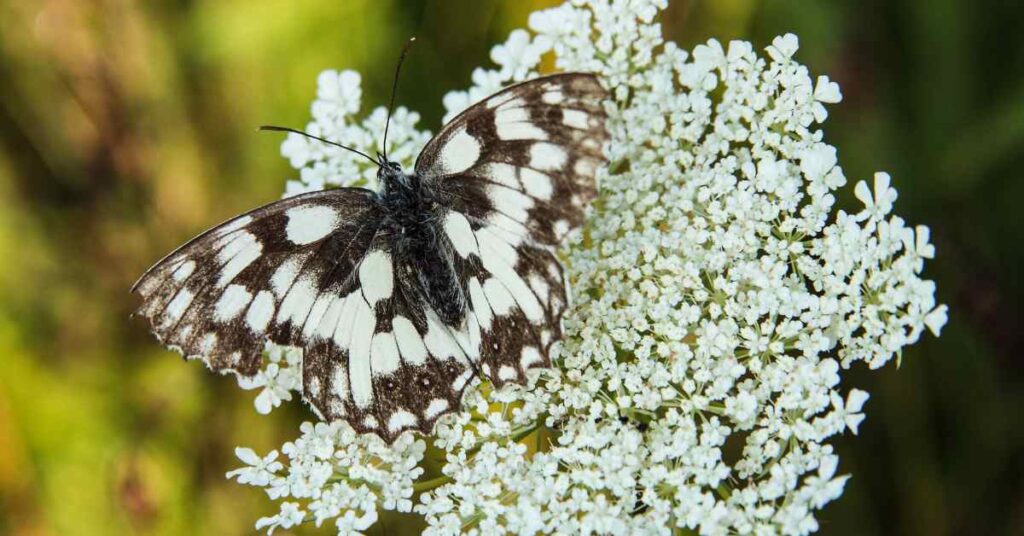 Marbled White 