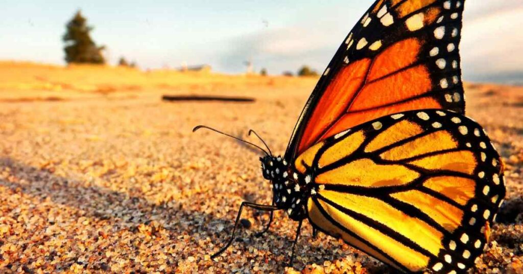 Common Butterflies of Ohio