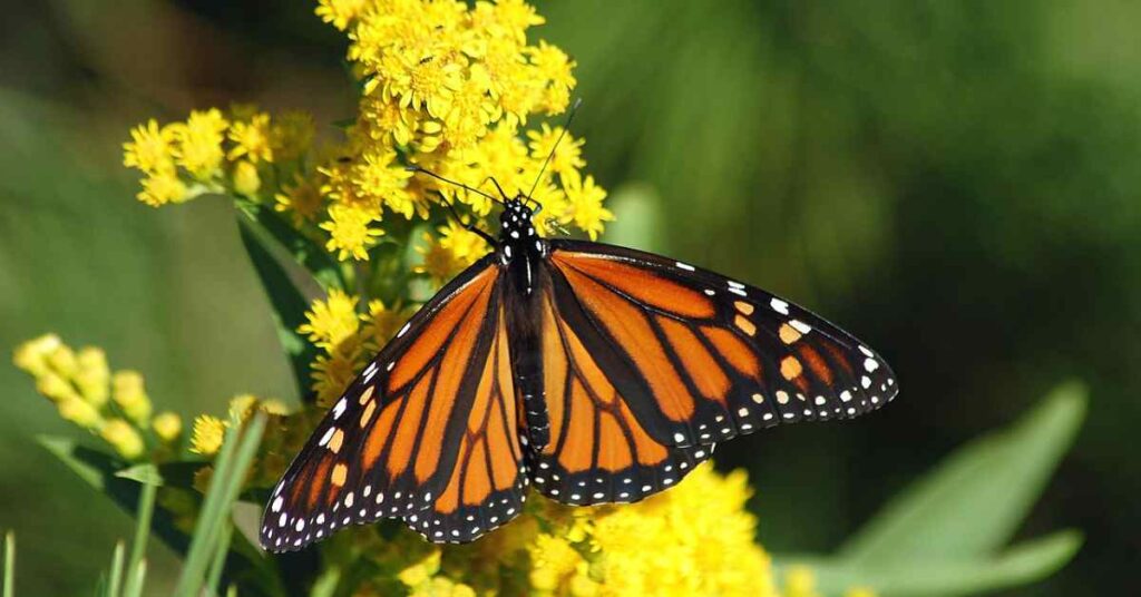 Monarch Butterfly