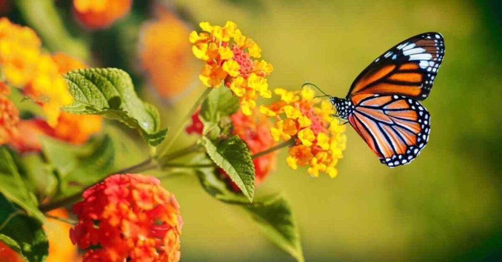 Monarch Butterfly