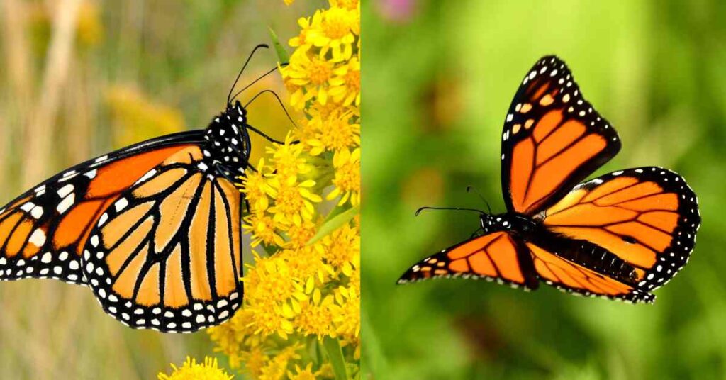 Monarch Butterfly