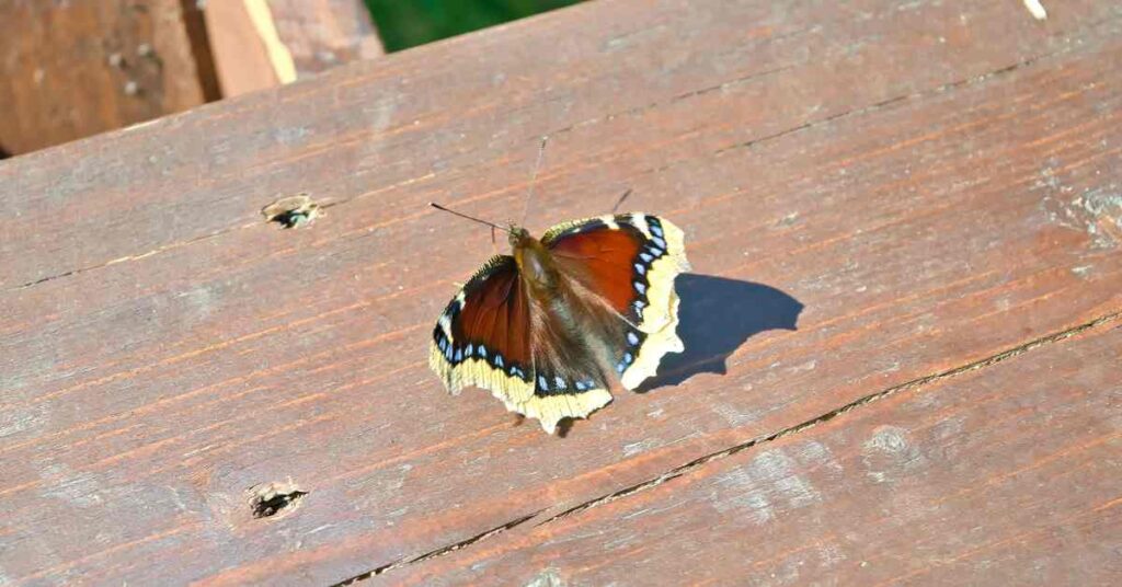 Mourning Cloak butterfly