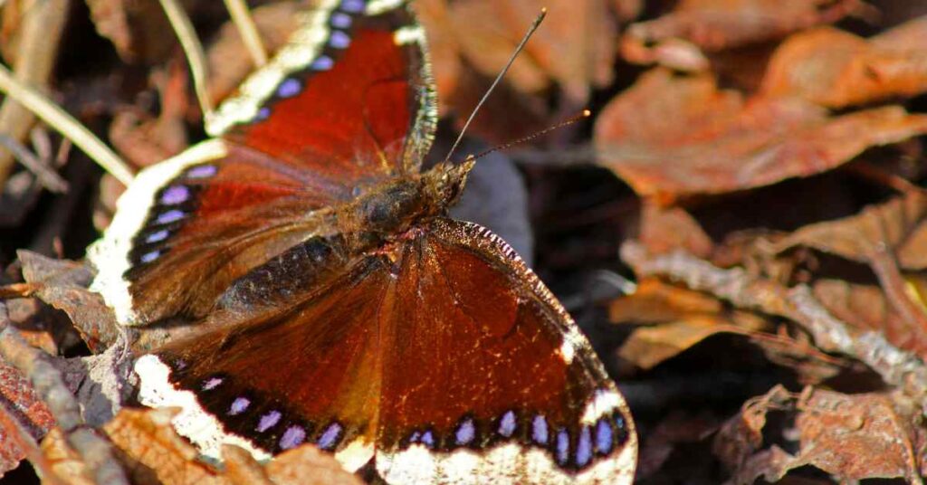 Mourning Cloak Butterfly