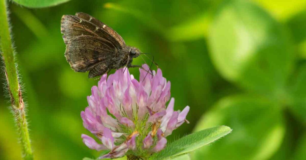 Northern Cloudywing