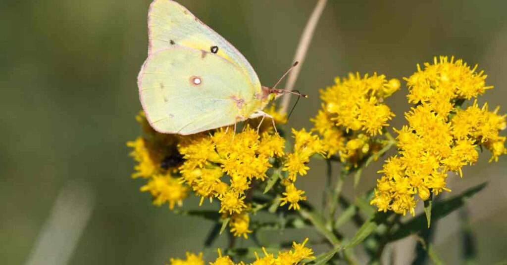 Orange Sulphur Butterfly