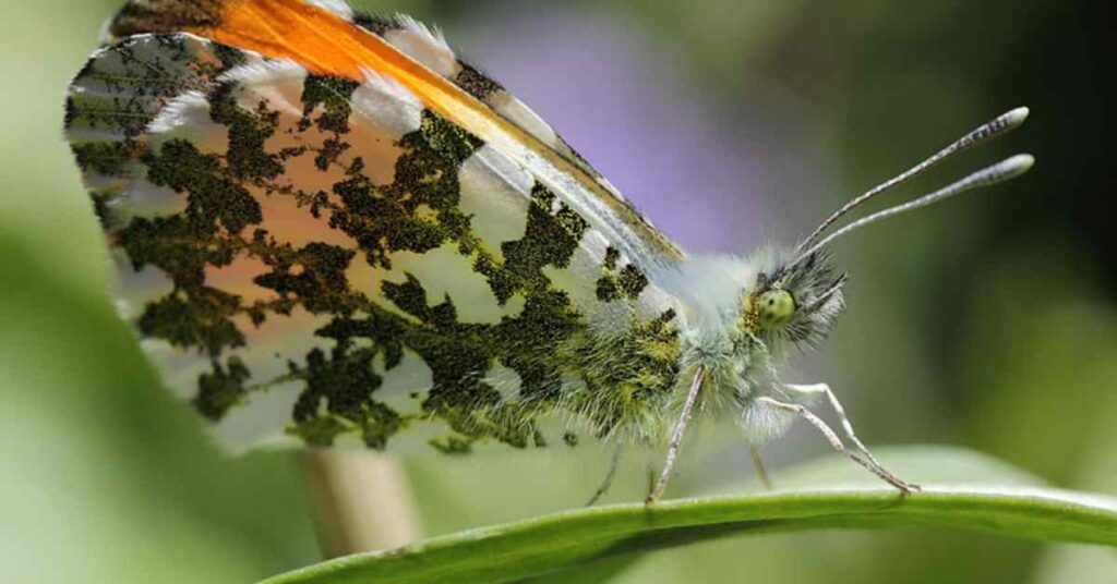 Orange Tip butterfly 