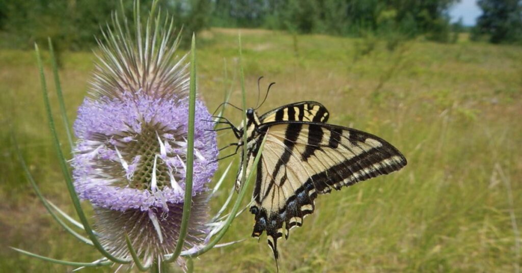 Oregon Swallowtail Butterfly