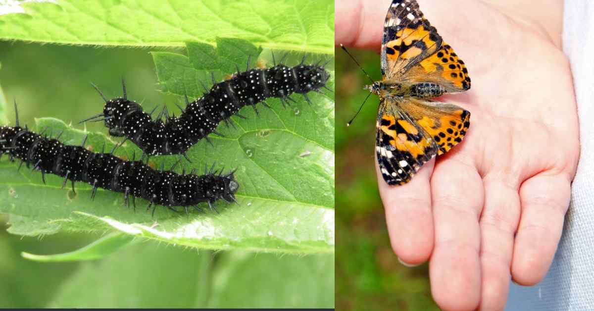 Maryland Butterflies: 20 Common Species With ID Guide And Pictures ...