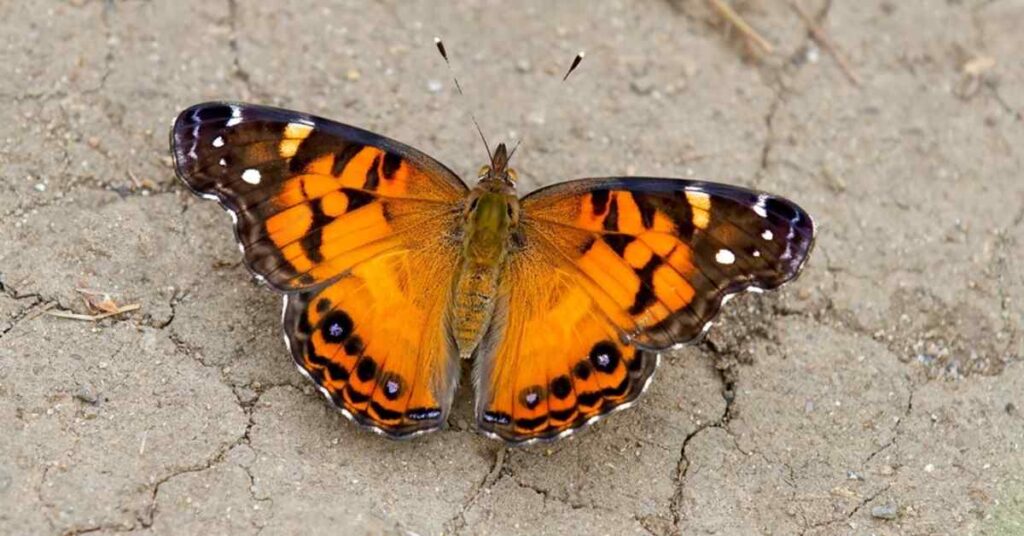 Painted Lady butterfly