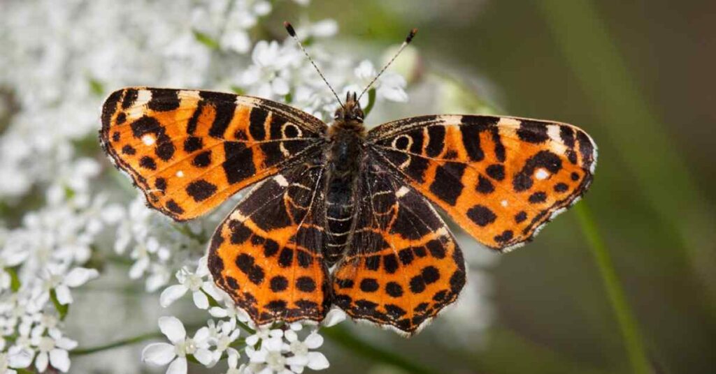 Painted Lady Butterfly