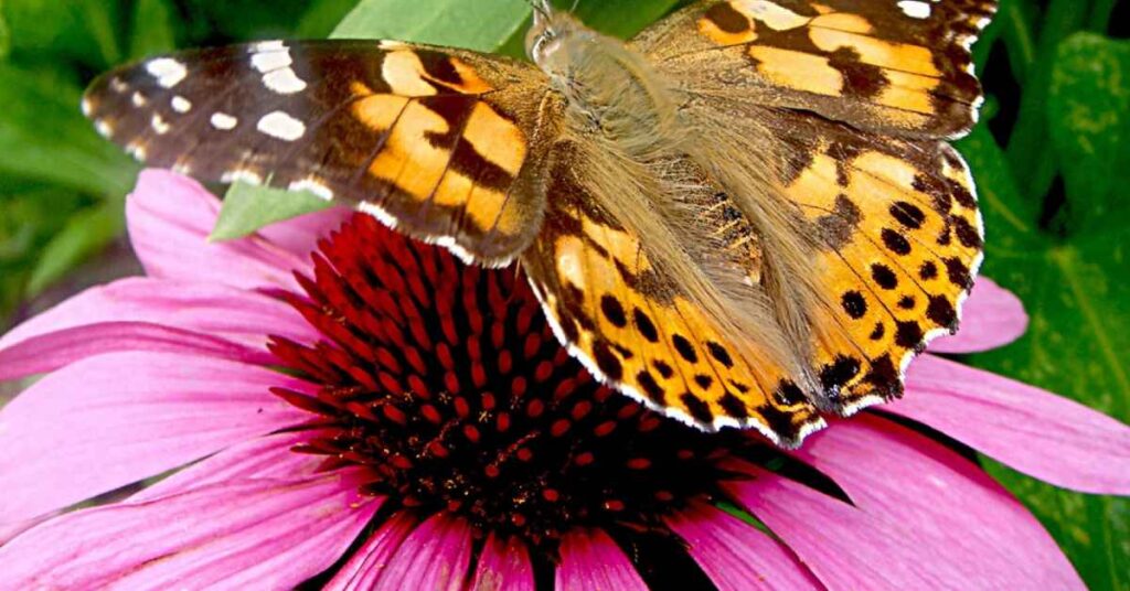 Painted Lady Butterfly