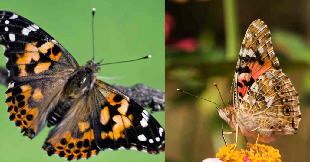 Painted Lady butterfly 