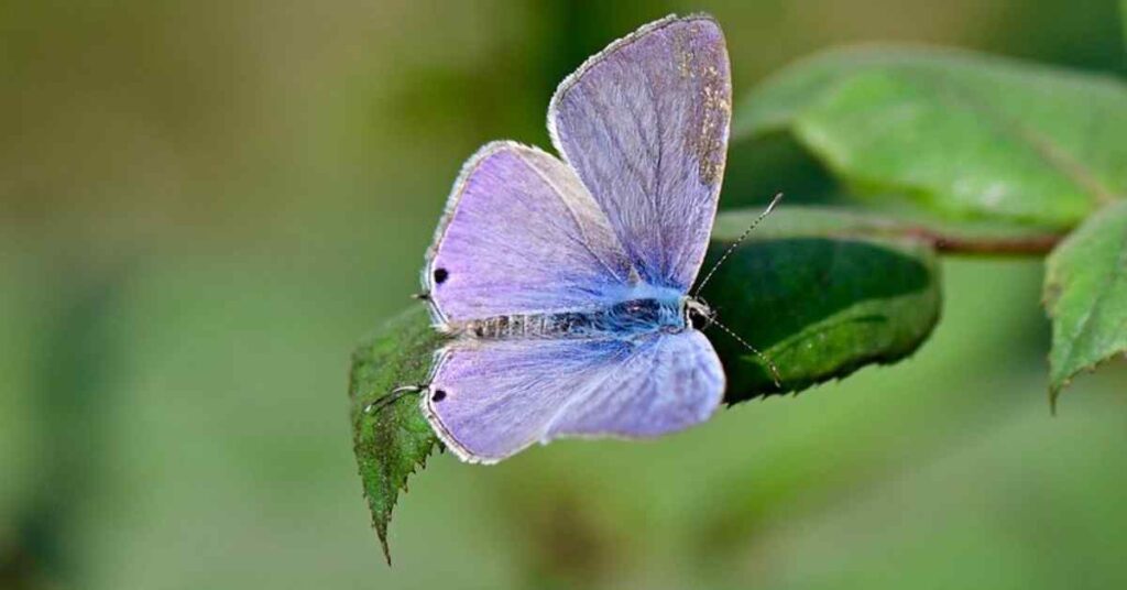 Pea Blue Butterfly 