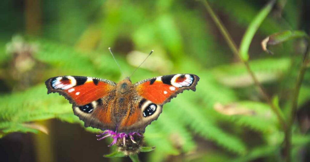 Peacock Butterfly 