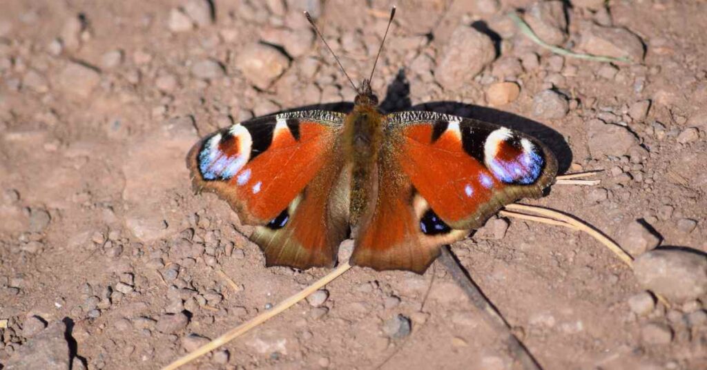 Peacock Butterfly