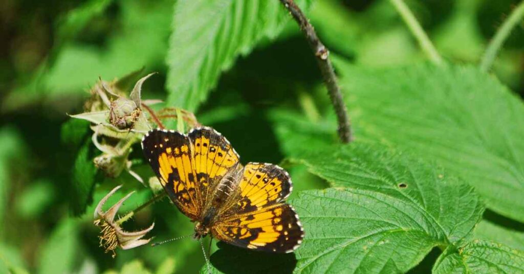 Maine Butterflies
