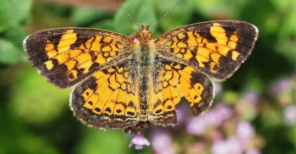 Pearl crescent butterfly