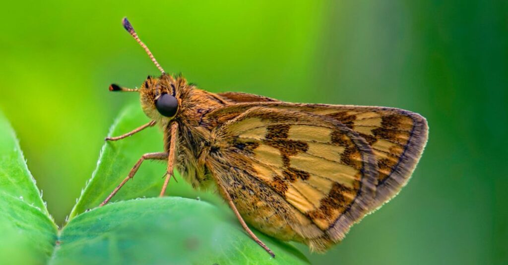 Peck's Skipper