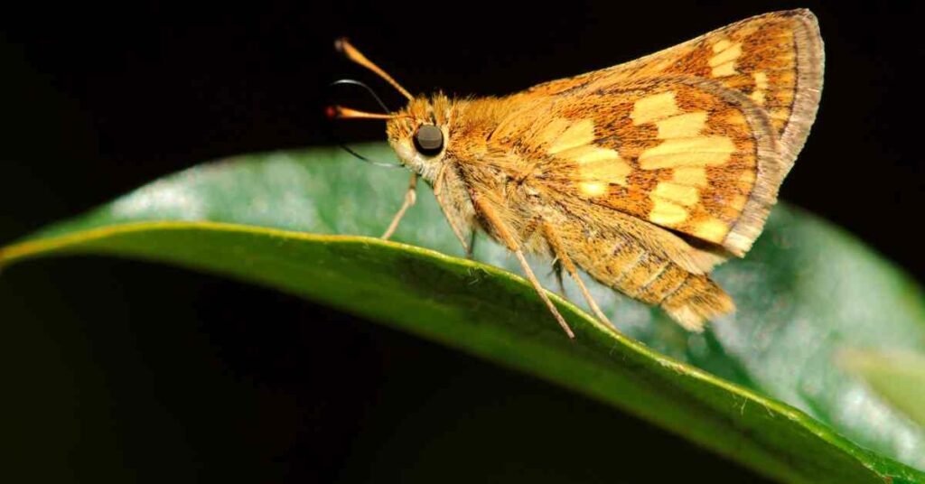 Peck's Skipper