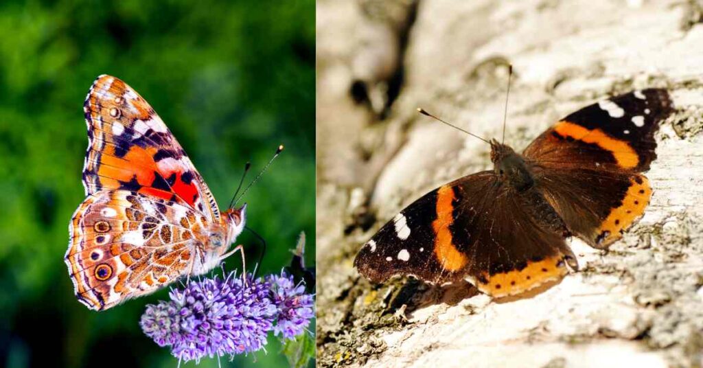 Red Admiral Butterfly