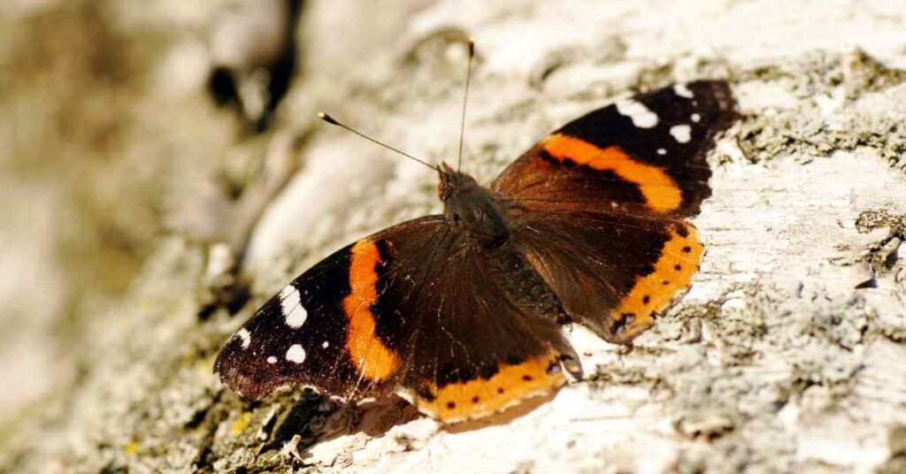 Red Admiral Butterfly