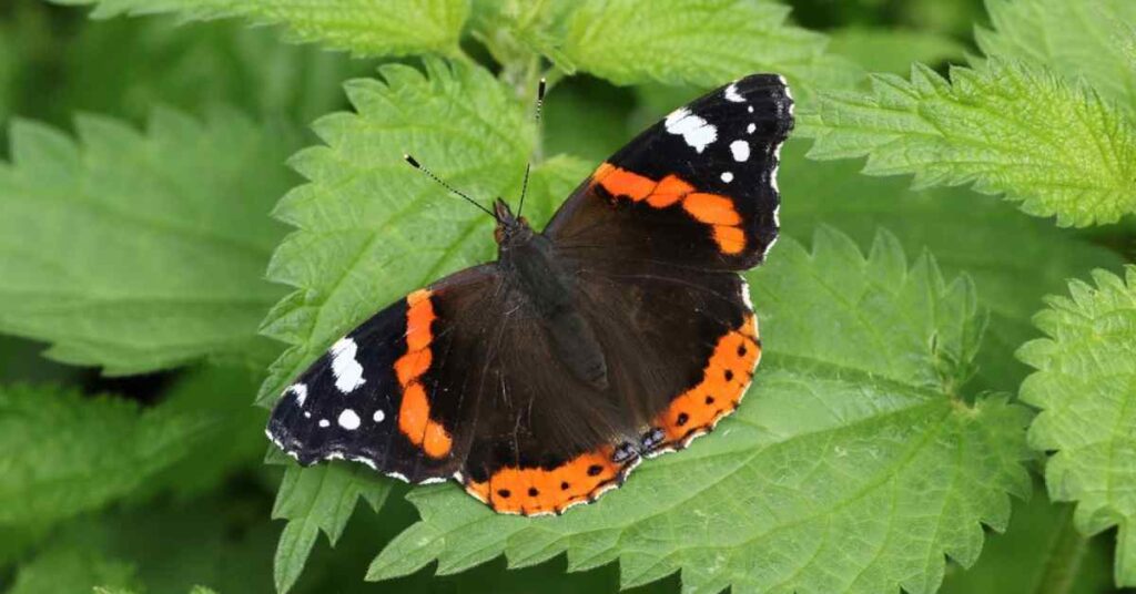 Red Admiral butterfly