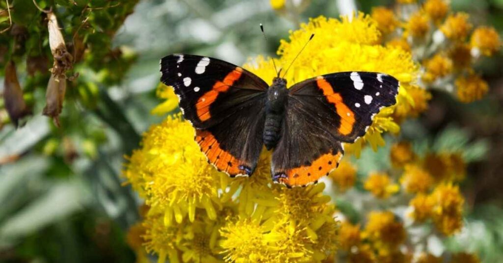 Red Admiral butterfly 