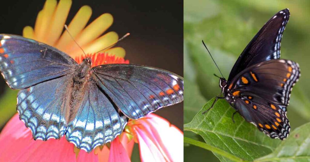 Red-spotted Purple