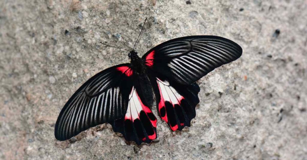 Scarlet Mormon Butterfly