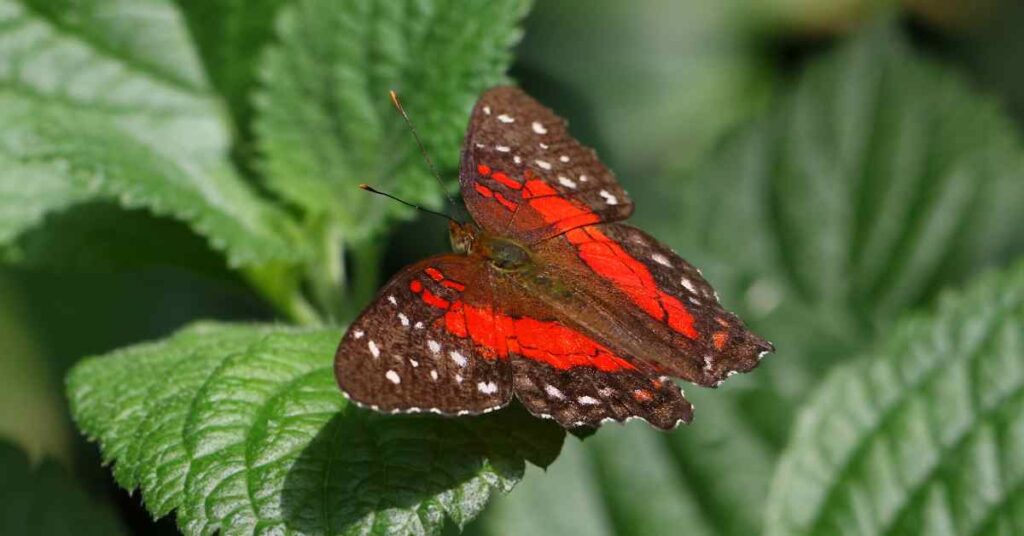 Scarlet Peacock