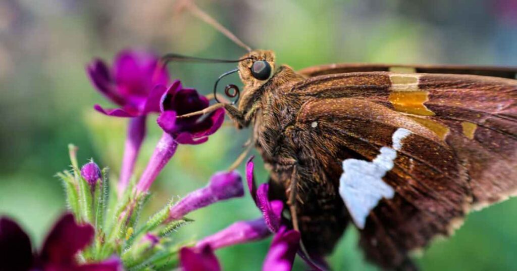 Silver-Spotted Skipper