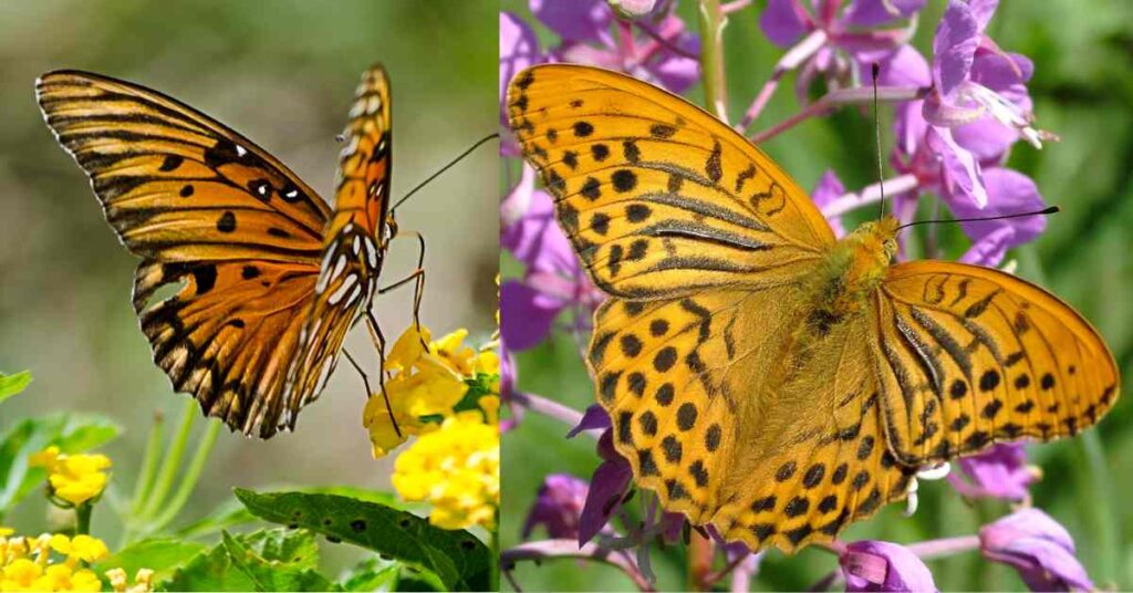 Silver-bordered Fritillary Butterfly