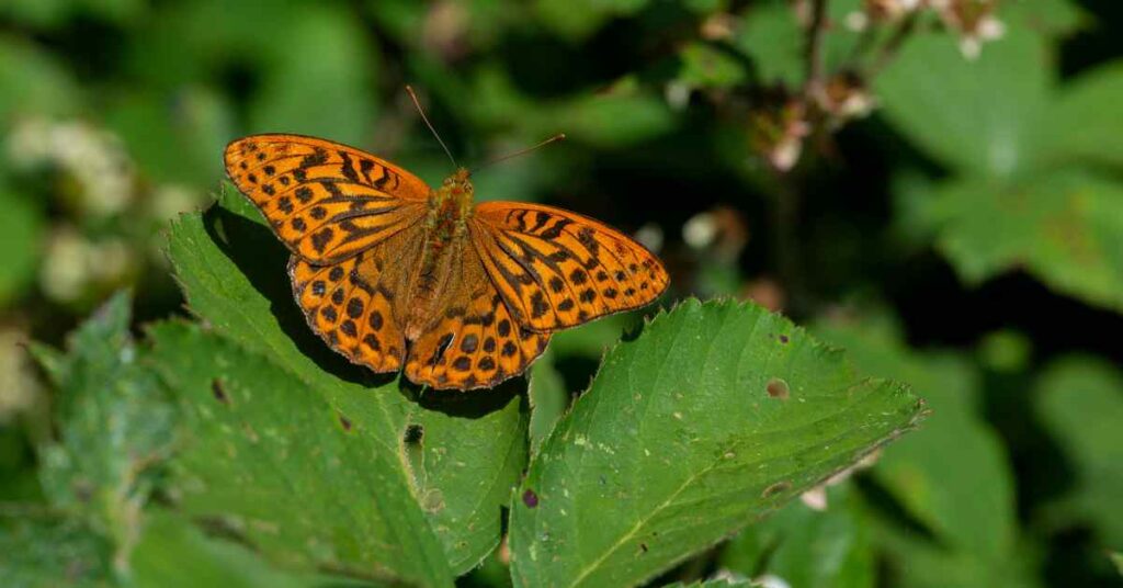 Silver-washed Fritillary