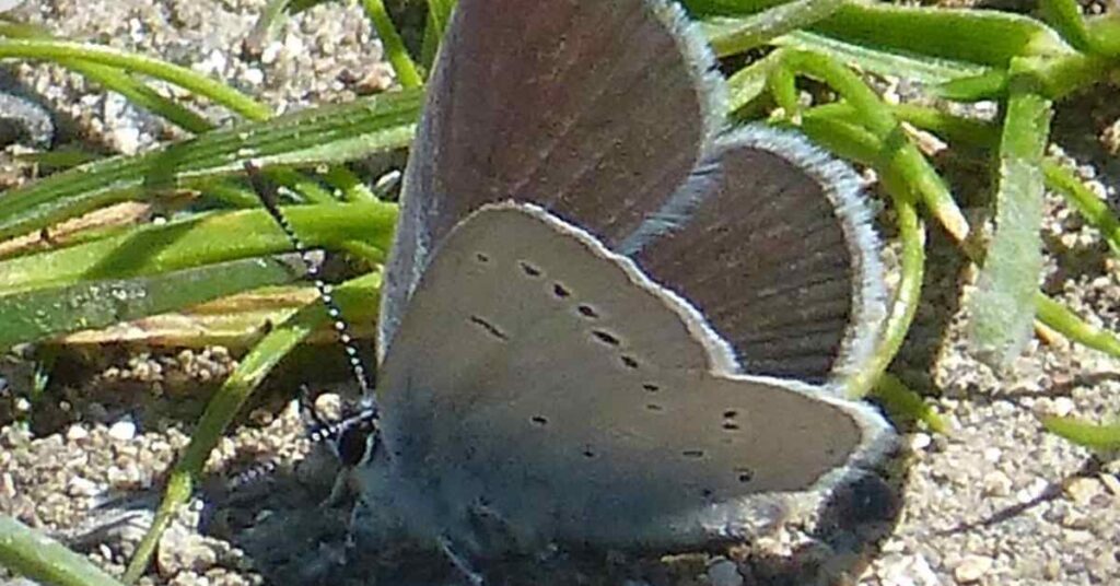 Small Blue Butterfly