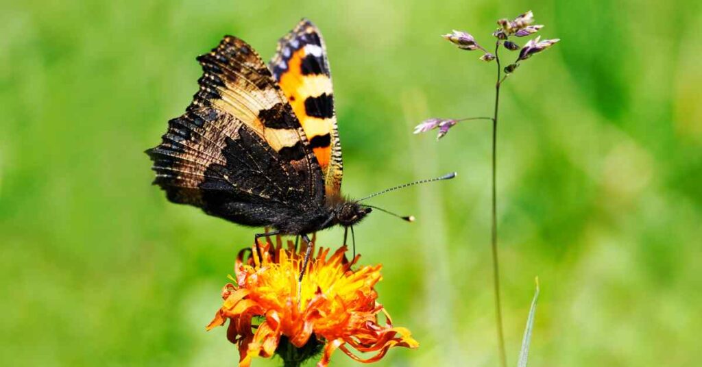 Small Tortoiseshell 