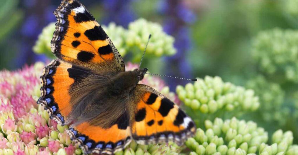 Small Tortoiseshell