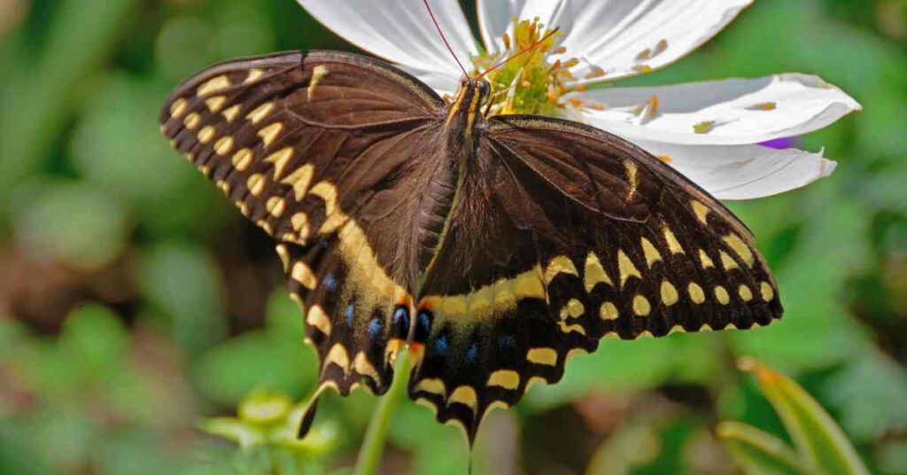 Spicebush Swallowtail