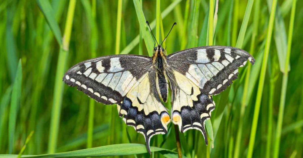 Swallowtail Butterfly