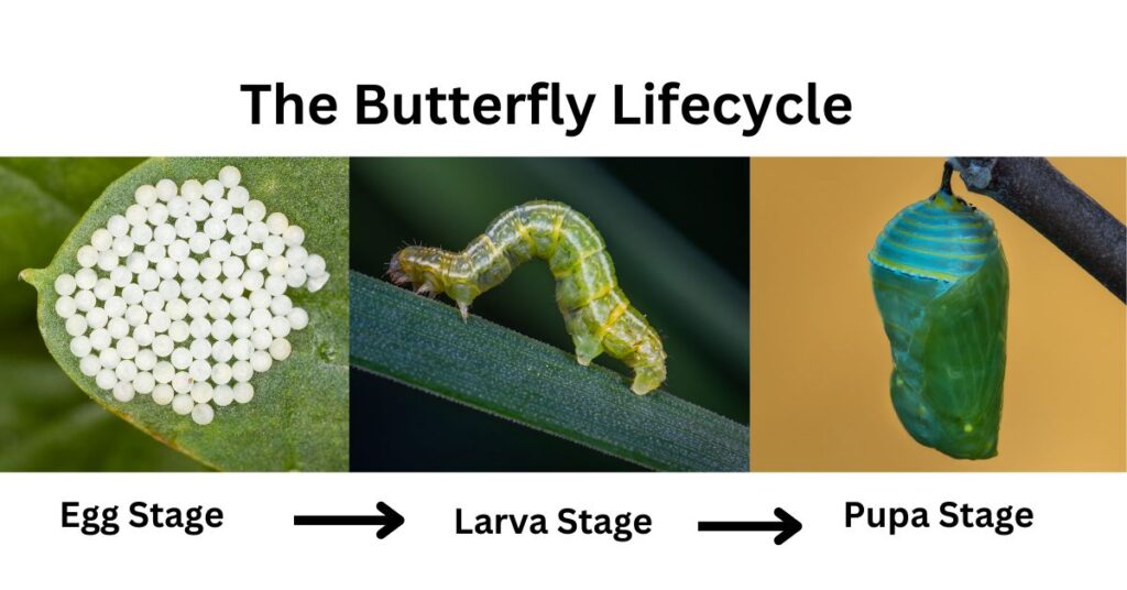 Butterfly Lifecycle