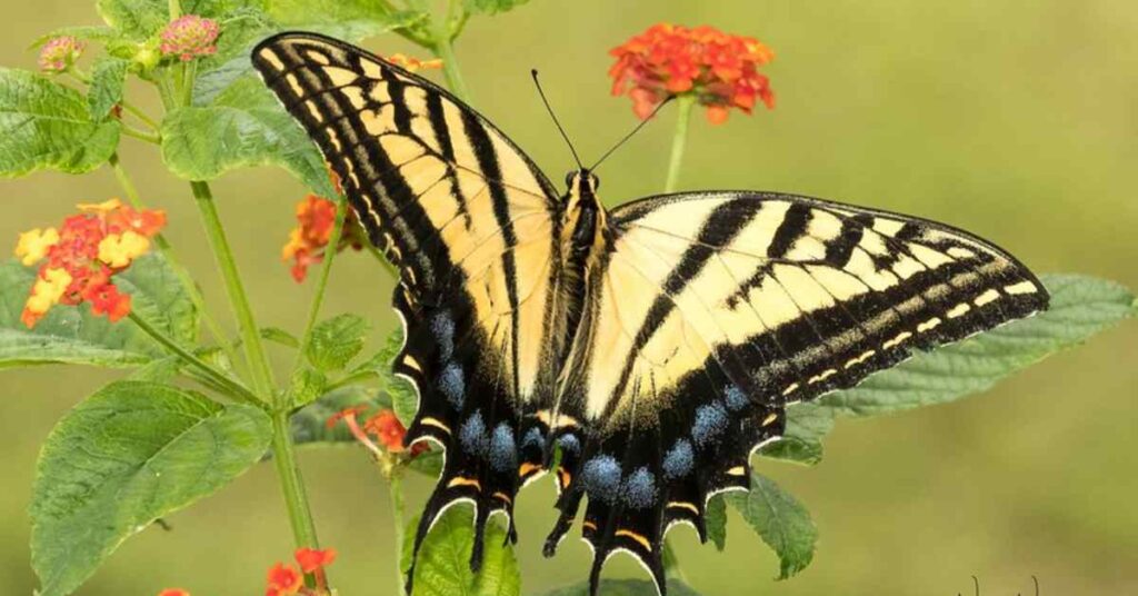 Two-tailed Swallowtail 